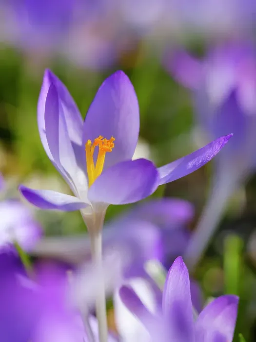 Framed Print : Woodland crocus, Germany Framed Print : Woodland crocus, Germany