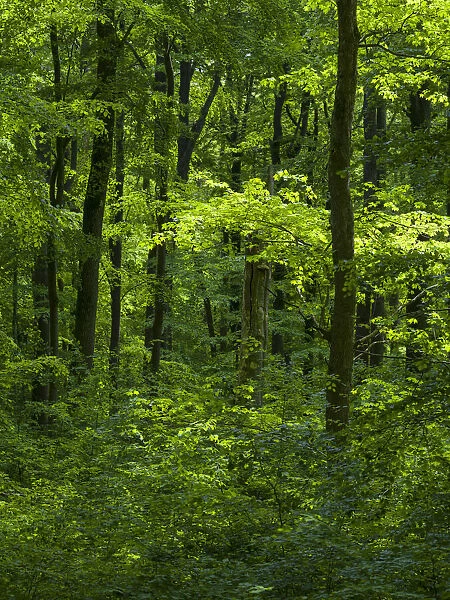 The woodland Hainich in Thuringia, National Park and part of the UNESCO World Heritage