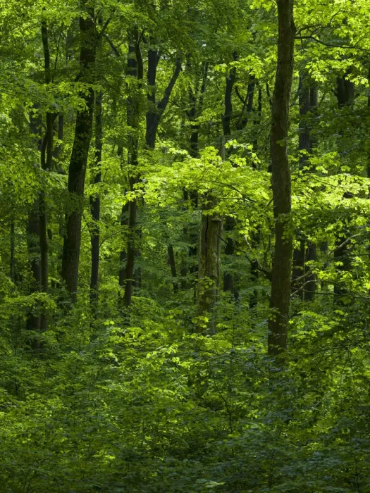 Framed Print : The woodland Hainich in Thuringia, National Park and part of the UNESCO World Heritage Framed Print : The woodland Hainich in Thuringia, National Park and part of the UNESCO World Heritage