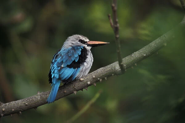 Woodland Kingfisher (Halcyon Senegalensis), found in east and central Africa