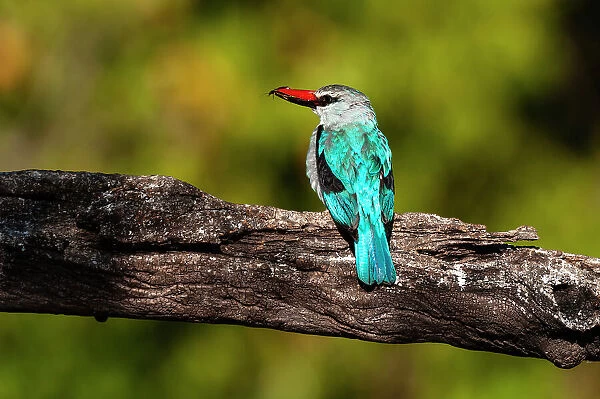 A woodland kingfisher, Halcyon senegalensis, with prey in its bill. Chobe River, Chobe National Park, Kasane, Botswana
