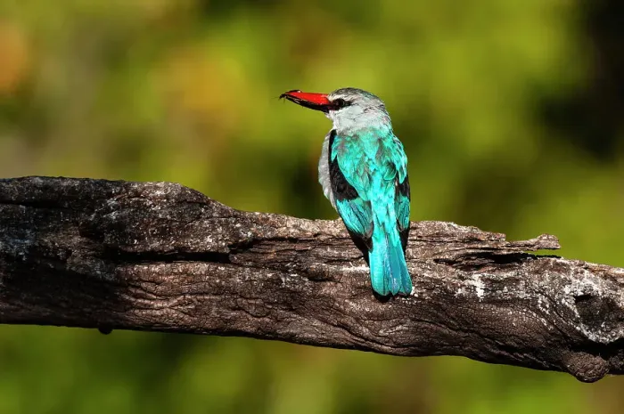 Framed Print : A woodland kingfisher, Halcyon senegalensis, with prey in its bill. Chobe River, Chobe National Park, Kasane, Botswana Framed Print : A woodland kingfisher, Halcyon senegalensis, with prey in its bill. Chobe River, Chobe National Park, Kasane, Botswana