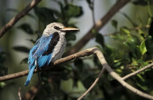 Woodland Kingfisher (Halcyon Senegalensis), found in east and central Africa