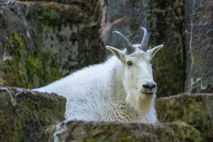 Framed Print : Woodland Park Zoo, Seattle, Washington State, USA. Portrait of a mountain goat in a rocky area Framed Print : Woodland Park Zoo, Seattle, Washington State, USA. Portrait of a mountain goat in a rocky area