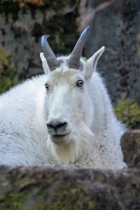 Framed Print : Woodland Park Zoo, Seattle, Washington State, USA. Portrait of a mountain goat in a rocky area