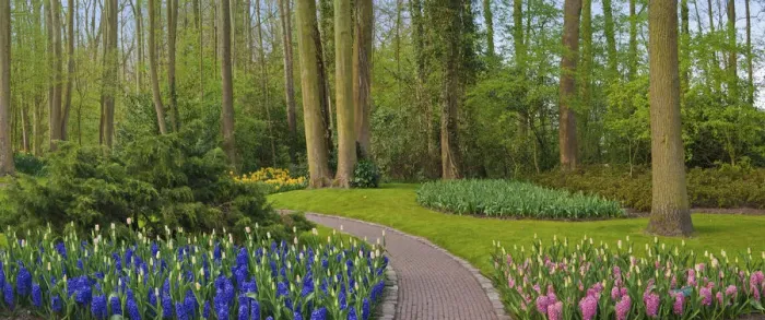 Framed Print : Woodland spring garden