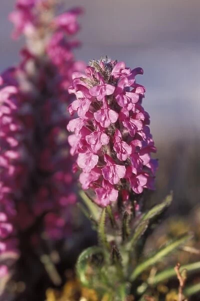 wooley lousewort, Pedicularis lanata, in bloom along the North Slopes of the Brooks Range