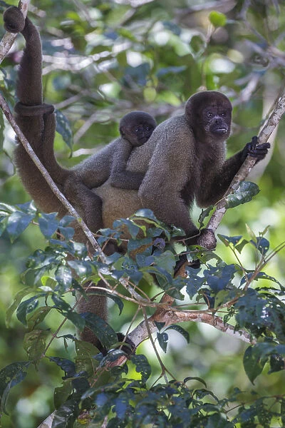 Woolly monkeys, Amazonas, Brazil