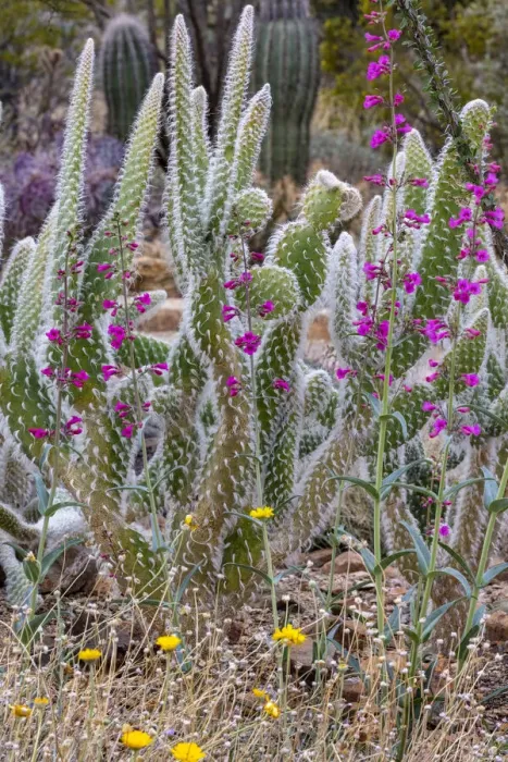 Framed Print : Wooly Jacket Prickly Pear Cactus and Penstemon at the Arizona Sonoran Desert Museum in