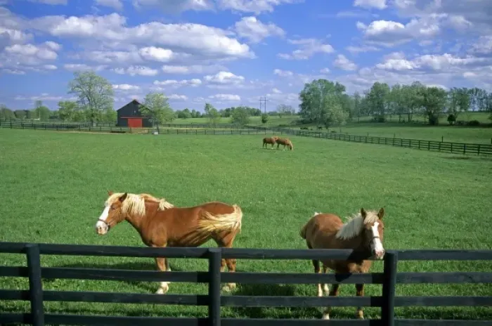 Framed Print : Work horses near Paris, Kentucky