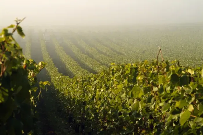 Framed Print : Workers at Stoler Vineyards get an early start on harvest day in Oregons Willamette Framed Print : Workers at Stoler Vineyards get an early start on harvest day in Oregons Willamette