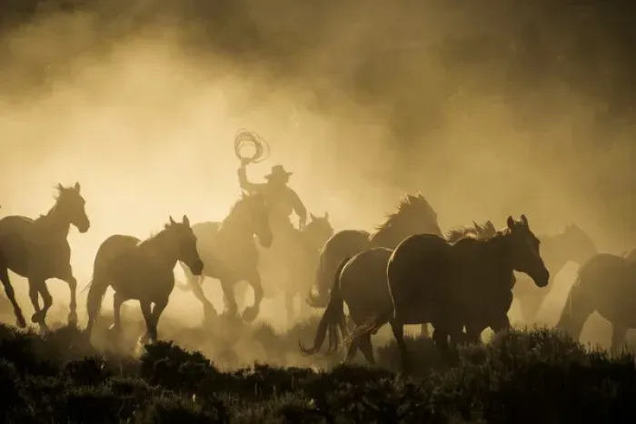 Framed Print : A wrangler herding horses through backlit dustcloud in golden light of sunrise Framed Print : A wrangler herding horses through backlit dustcloud in golden light of sunrise