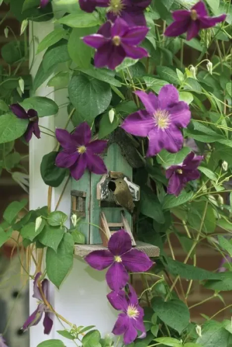 Framed Print : Wren in birdhouse in clematis vine