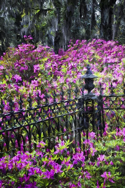 Wrought Iron fence and azaleas in full bloom, Bonaventure Cemetery, Savannah, Georgia