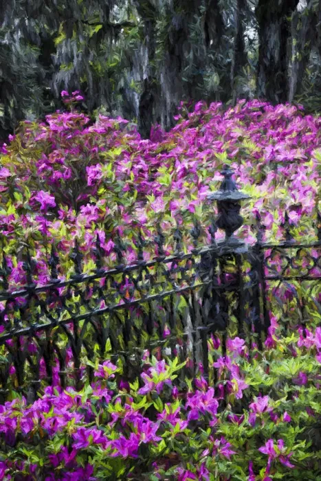 Framed Print : Wrought Iron fence and azaleas in full bloom, Bonaventure Cemetery, Savannah, Georgia