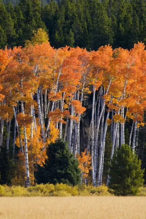 Framed Print : WY, Grand Teton National Park, Aspen trees