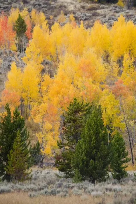 Framed Print : WY, Grand Teton National Park, Aspen trees Framed Print : WY, Grand Teton National Park, Aspen trees