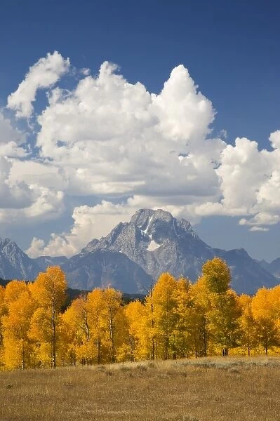 WY, Grand Teton National Park, Aspen Trees and Clouds with Teton Range and Mount Moran