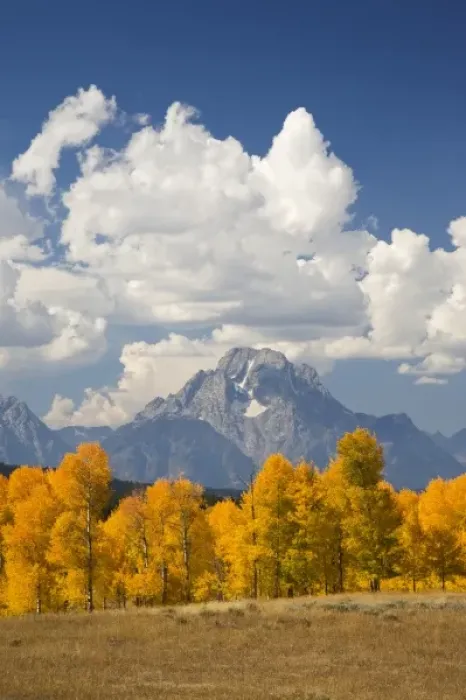 Framed Print : WY, Grand Teton National Park, Aspen Trees and Clouds with Teton Range and Mount Moran