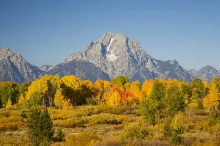 Framed Print : WY, Grand Teton National Park, Aspen Trees with Mount Moran
