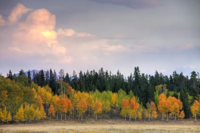 Framed Print : WY, Grand Teton National Park, Aspen trees at sunrise