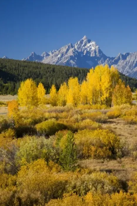 Framed Print : WY, Grand Teton National Park, Aspen Trees with the Teton Range