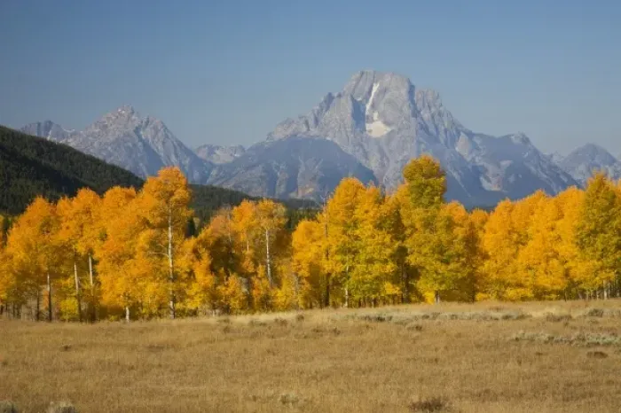 Framed Print : WY, Grand Teton National Park, Aspen Trees with Teton Range and Mount Moran Framed Print : WY, Grand Teton National Park, Aspen Trees with Teton Range and Mount Moran