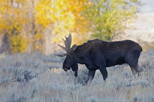 WY, Grand Teton National Park, Bull Moose, (Alces alces)