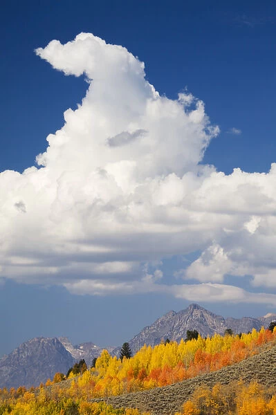 WY, Grand Teton National Park, Teton Range with aspen trees and clouds