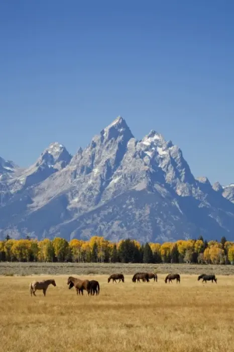 Framed Print : WY, Grand Teton National Park, Teton Range and Cottonwood trees and horses Framed Print : WY, Grand Teton National Park, Teton Range and Cottonwood trees and horses