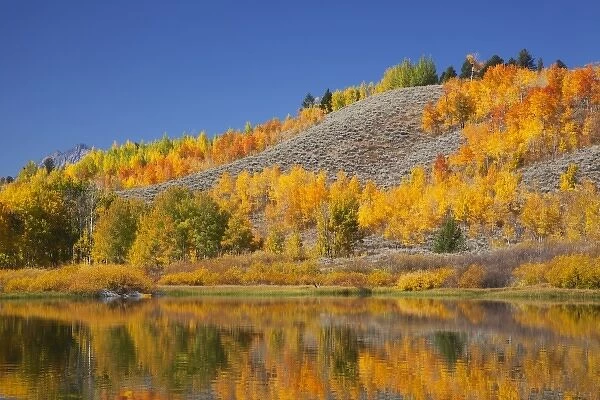 WY, Grand Teton NP, aspen trees reflected in Snake River