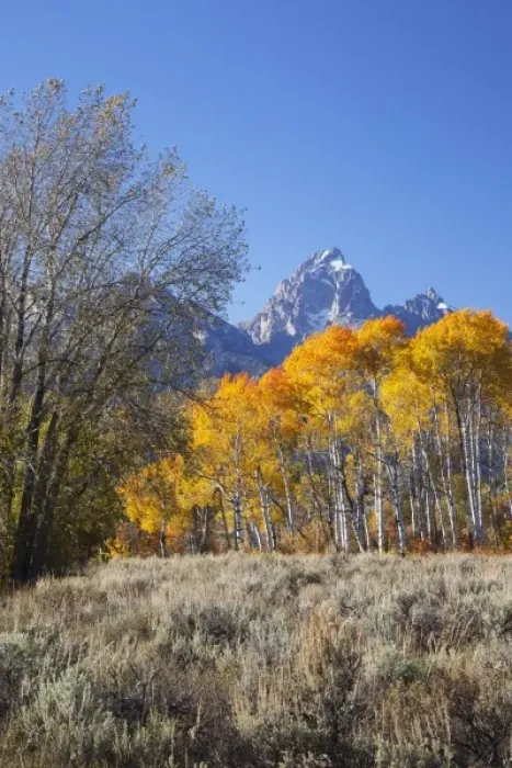 Framed Print : WY, Grand Teton NP, aspen trees with the Teton mountain range Framed Print : WY, Grand Teton NP, aspen trees with the Teton mountain range