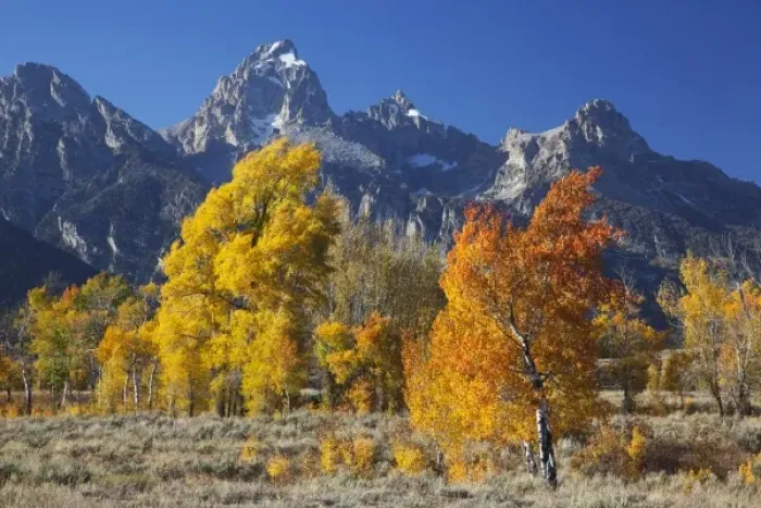 Framed Print : WY, Grand Teton NP, aspen trees with the Teton mountain range Framed Print : WY, Grand Teton NP, aspen trees with the Teton mountain range