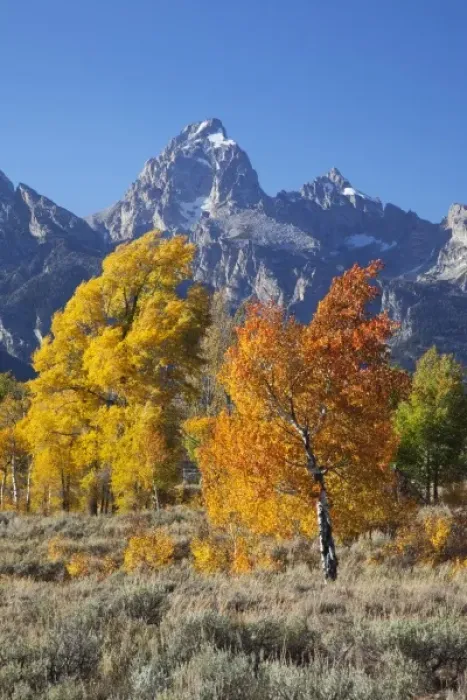 Framed Print : WY, Grand Teton NP, aspen trees with the Teton mountain range Framed Print : WY, Grand Teton NP, aspen trees with the Teton mountain range