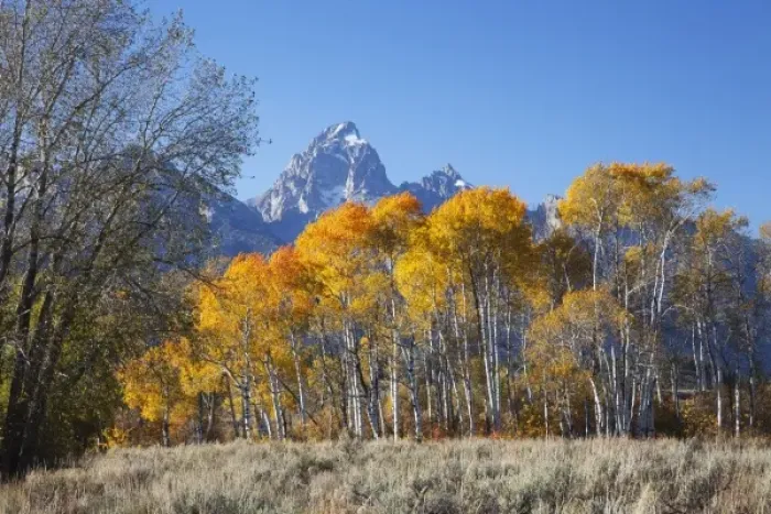 Framed Print : WY, Grand Teton NP, aspen trees with the Teton mountain range Framed Print : WY, Grand Teton NP, aspen trees with the Teton mountain range
