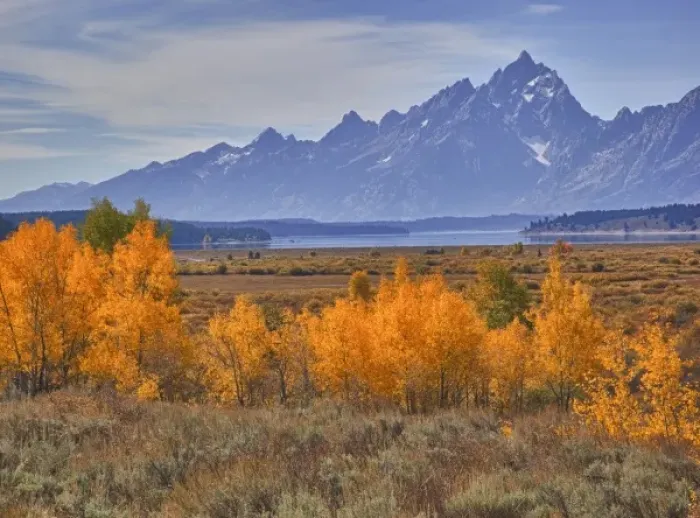 Framed Print : WY, Grand Teton NP, aspen trees with the Teton mountain range at Willow Flats Framed Print : WY, Grand Teton NP, aspen trees with the Teton mountain range at Willow Flats