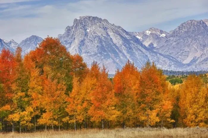Framed Print : WY, Grand Teton NP, aspen trees with the Teton mountain range at Willow Flats Framed Print : WY, Grand Teton NP, aspen trees with the Teton mountain range at Willow Flats