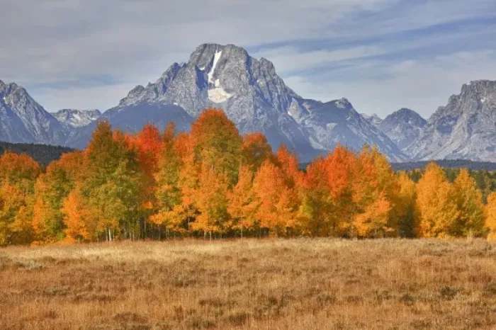 Framed Print : WY, Grand Teton NP, Mount Moran and aspen trees Framed Print : WY, Grand Teton NP, Mount Moran and aspen trees