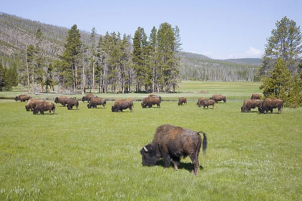 WY, Yellowstone National Park, Bison herd, at Gibbon Meadows