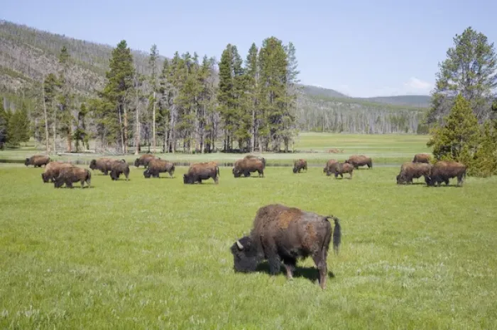 Framed Print : WY, Yellowstone National Park, Bison herd, at Gibbon Meadows