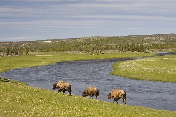 WY, Yellowstone National Park, Bison herd, at the Firehole River area
