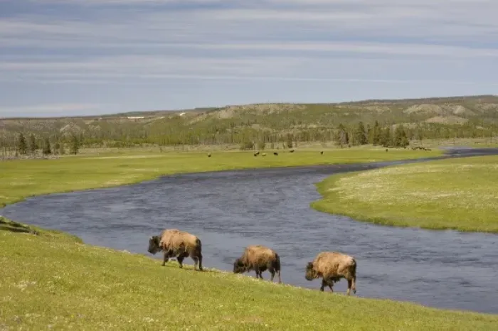 Framed Print : WY, Yellowstone National Park, Bison herd, at the Firehole River area Framed Print : WY, Yellowstone National Park, Bison herd, at the Firehole River area