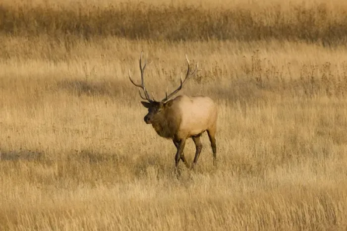 Framed Print : WY, Yellowstone National Park, Bull Elk, in meadow, (Cervus elaphus) Framed Print : WY, Yellowstone National Park, Bull Elk, in meadow, (Cervus elaphus)