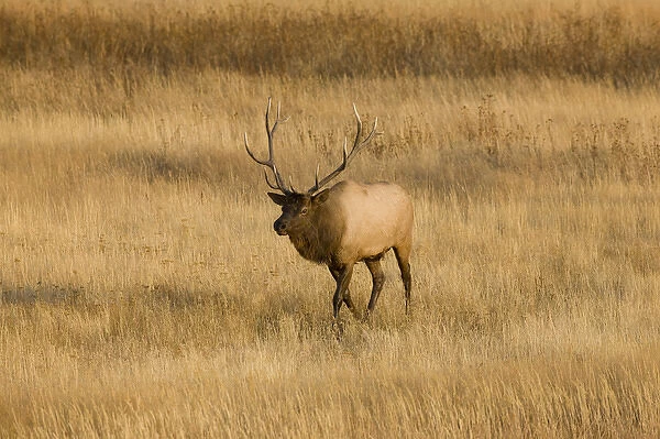 WY, Yellowstone National Park, Bull Elk, in meadow, (Cervus elaphus)