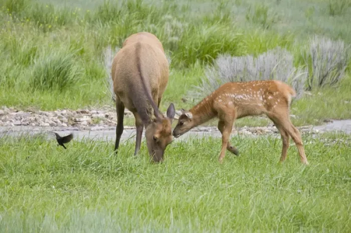 Framed Print : WY, Yellowstone National Park, Elk calf and mother Framed Print : WY, Yellowstone National Park, Elk calf and mother