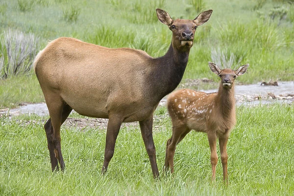 WY, Yellowstone National Park, Elk calf and mother