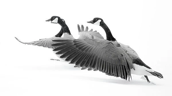 Wyoming. Two Canadian geese taking flight