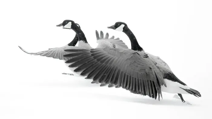 Framed Print : Wyoming. Two Canadian geese taking flight