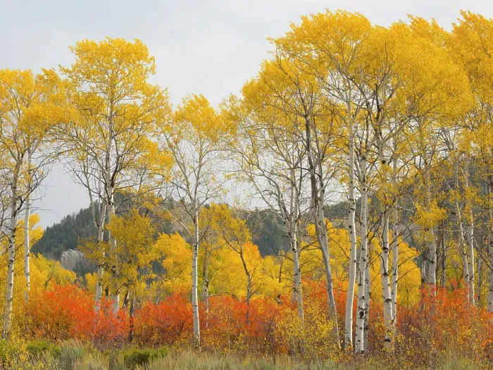 Framed Print : Wyoming, Grand Teton National Park. Golden Aspen trees Framed Print : Wyoming, Grand Teton National Park. Golden Aspen trees