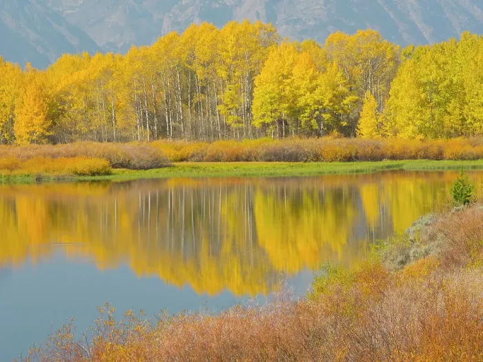 Framed Print : Wyoming, Grand Teton National Park. Golden Aspen trees, reflected in Snake River at Oxbow Bend